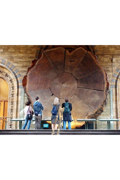 Секвоядендрон фото